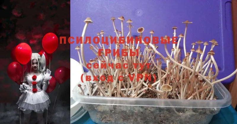 наркотики  Дегтярск  Галлюциногенные грибы Cubensis 